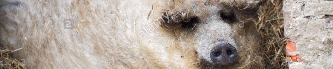 SoundCloud banner for @extracurriculars