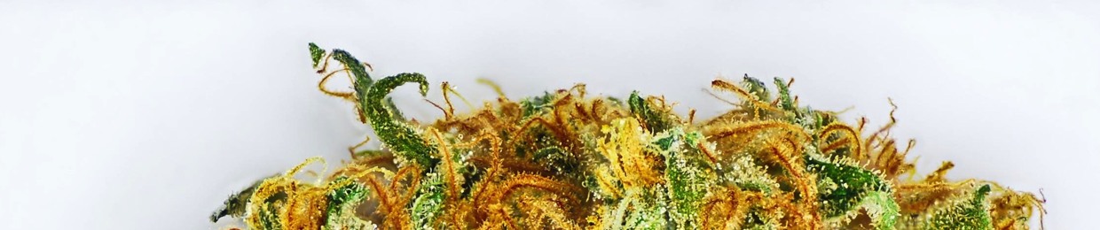 LEMON HAZE FREESTYLE