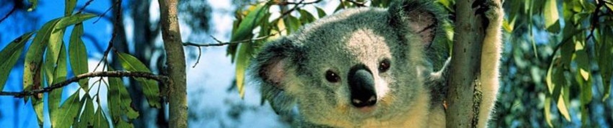 Koala Fights