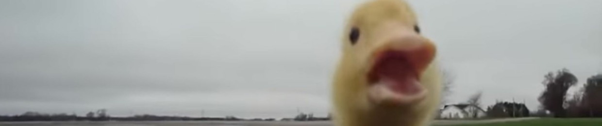 i'm Duck