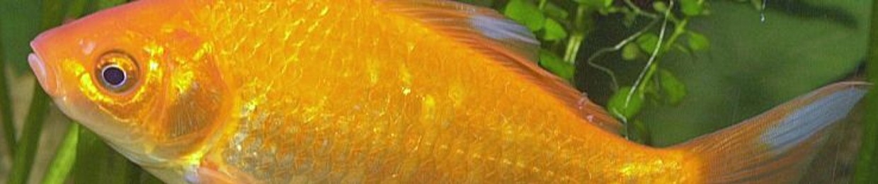 DJ Goldfish