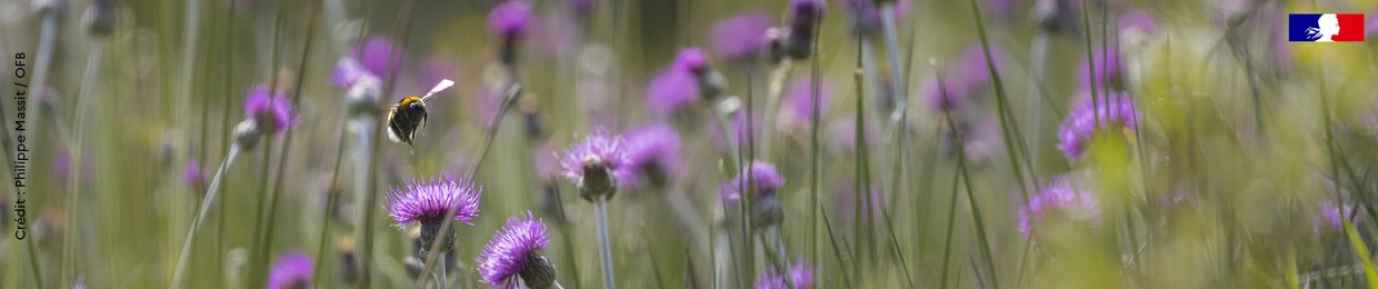 Office français de la biodiversité