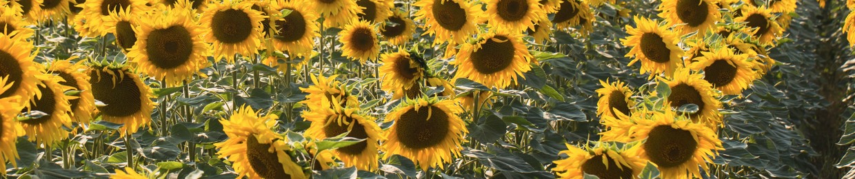 Pía Flores