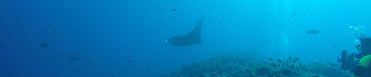neosamui