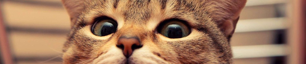 Marvin Drake ( Cat Friendly )