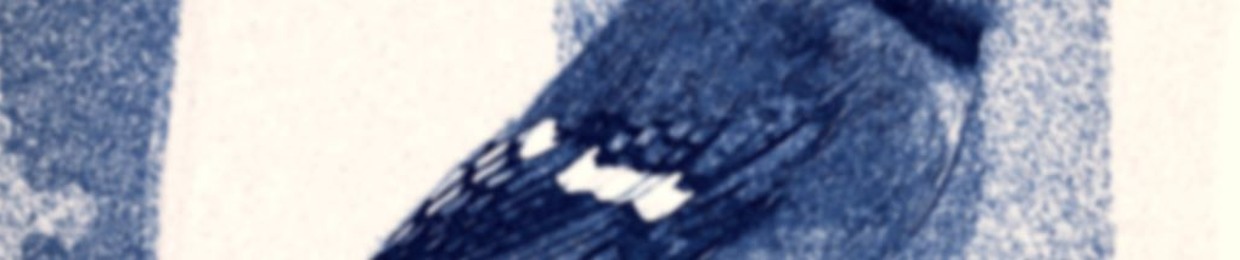 Blue Jay