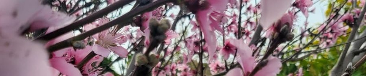Cluster Of Hana Flower