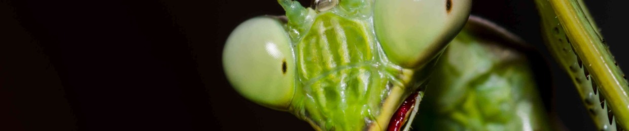 kreepybug