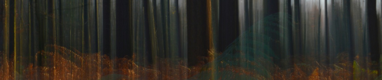 Daniel van Boom