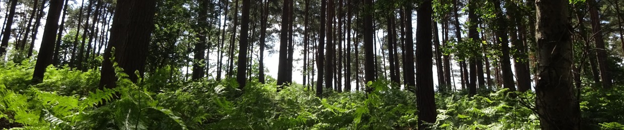 Surrey Hills Arts