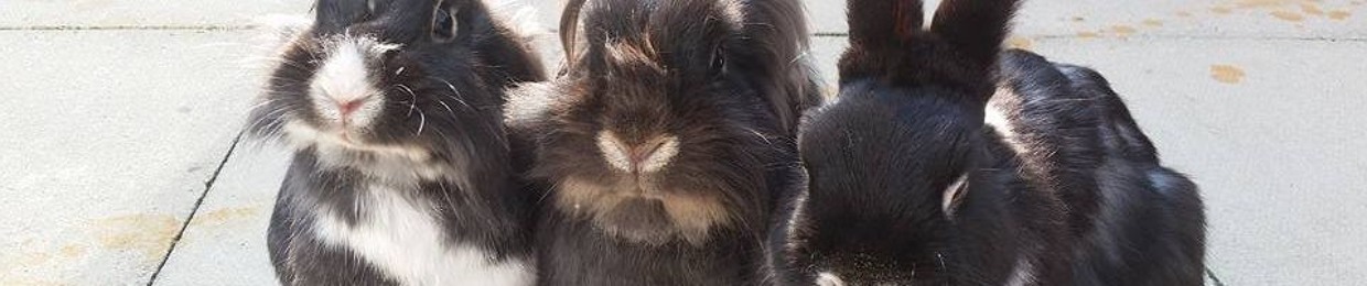 CavanTopping
