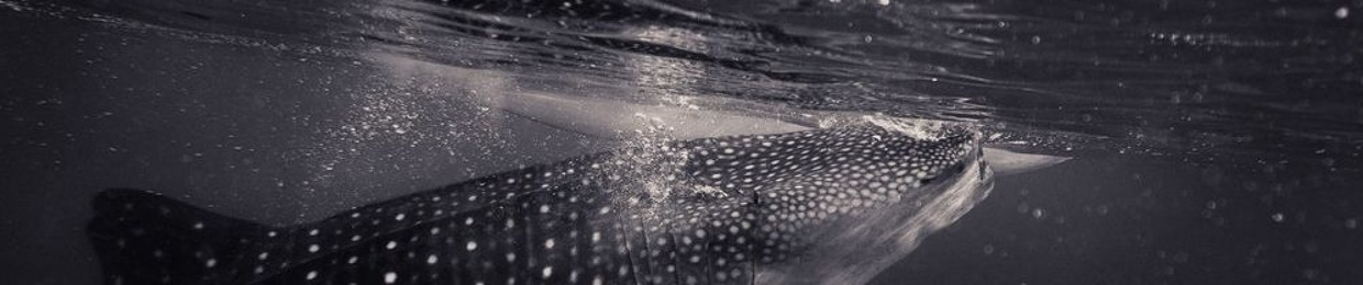 WhaleReports