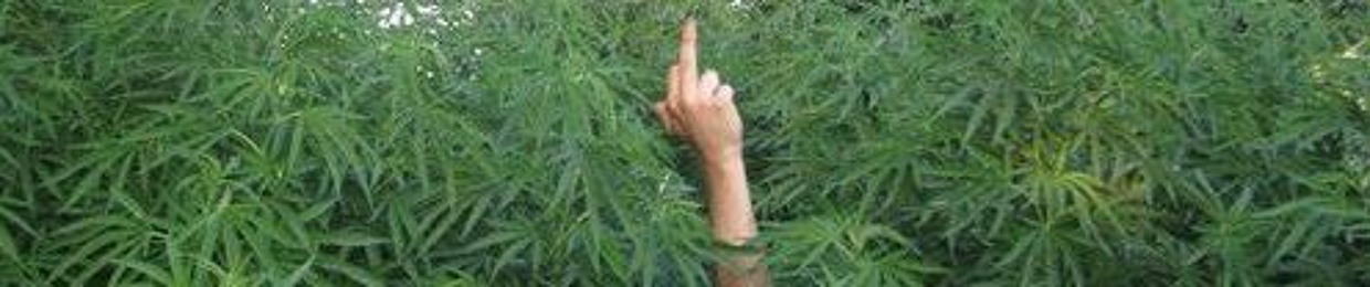 HighEmily
