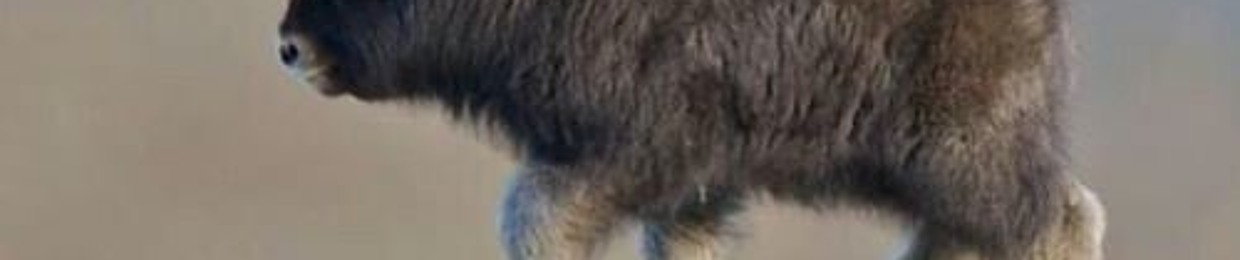 chadashort