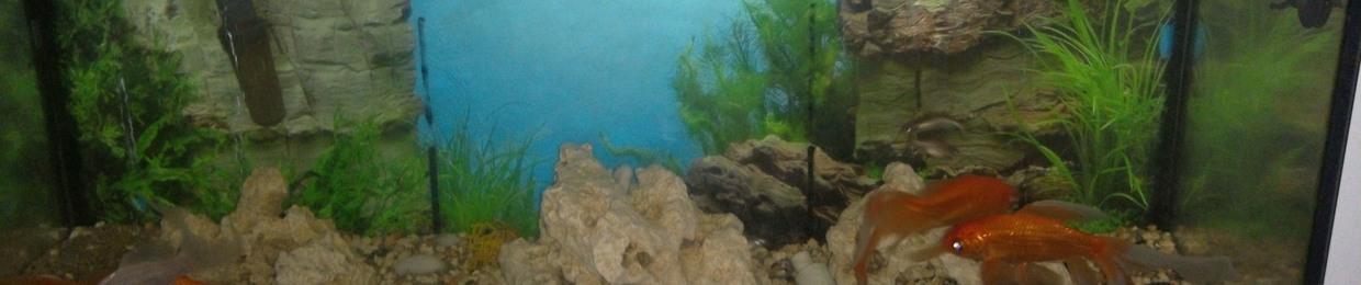 Janklodmadinina