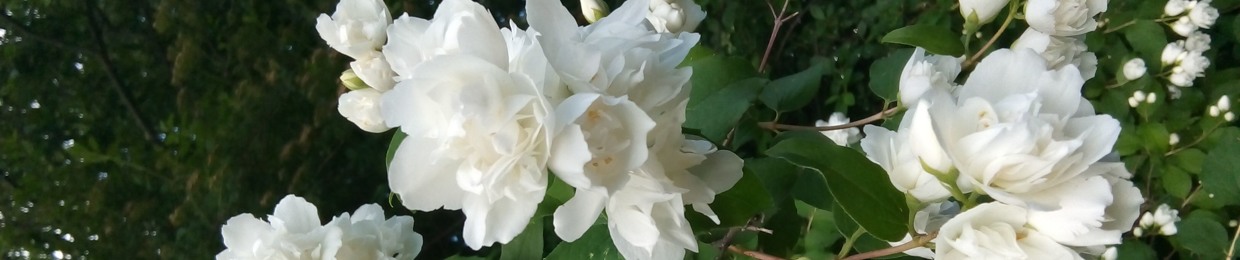 Chloris