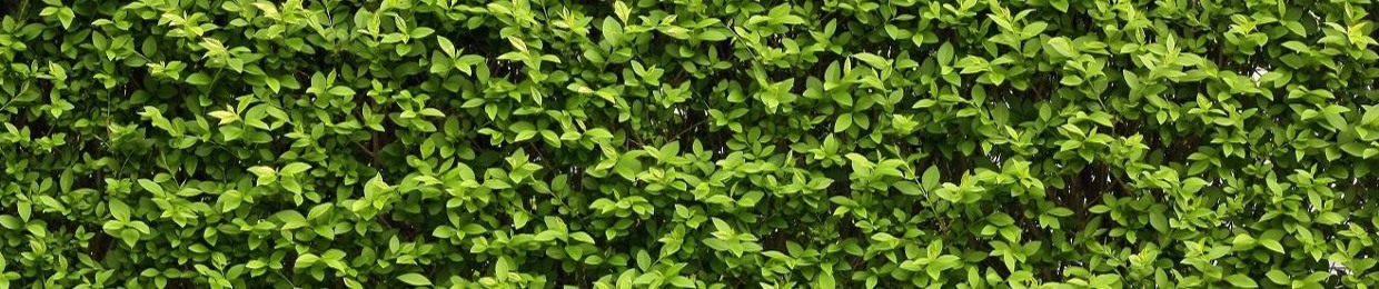 Jonathan Michel Rahn