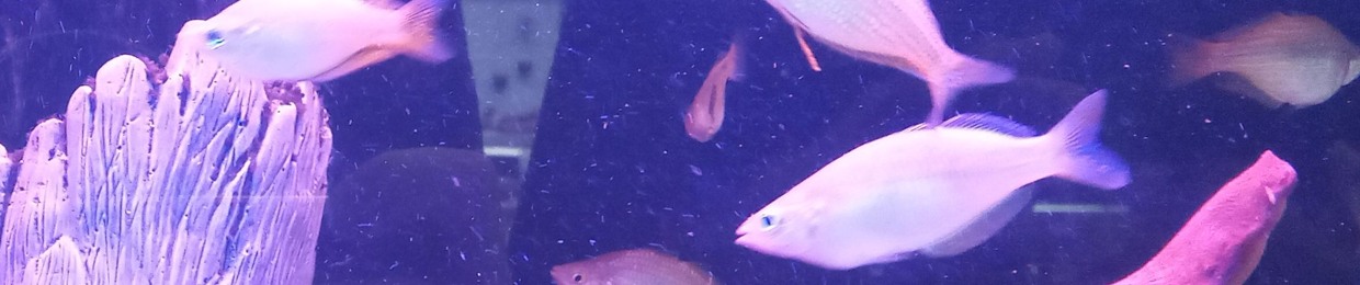 ZENN