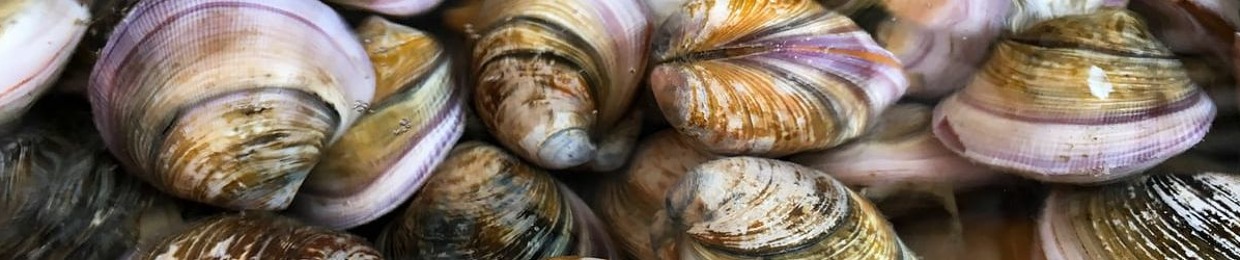 Lil' Shellfish