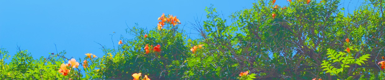 KOI YOON