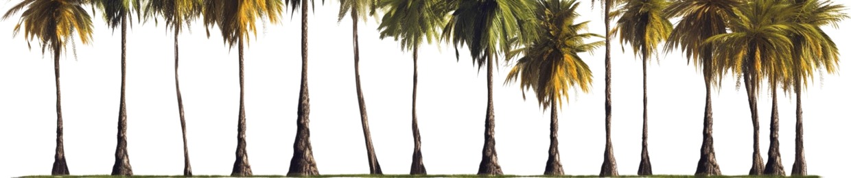 PALM ai
