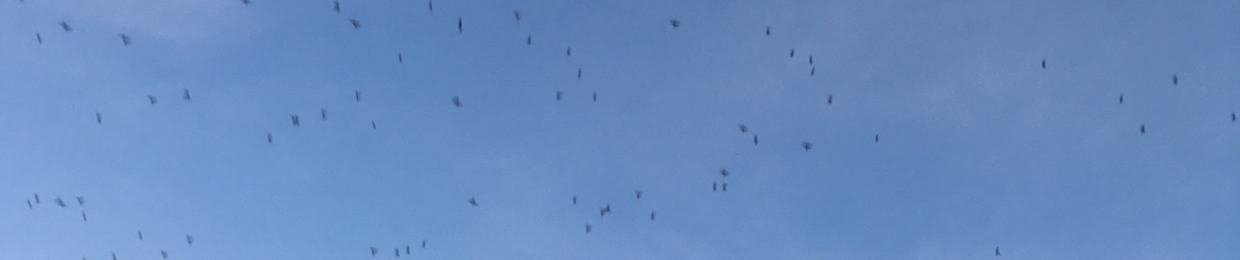 Virgile Loiseau