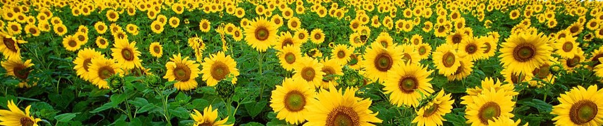sunflower<3
