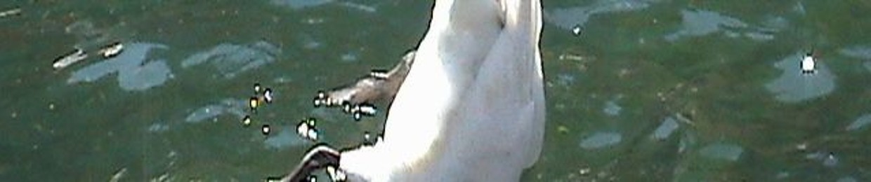 Hyper Swan Parodies