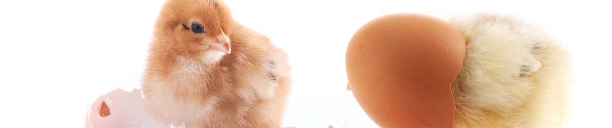 Egg