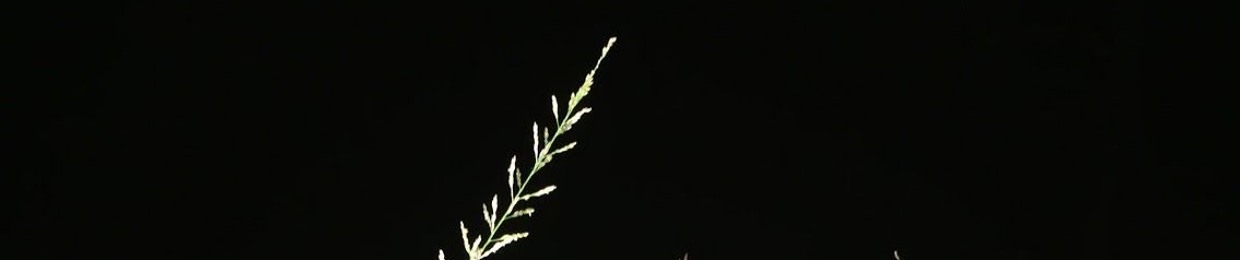 stereoakuma