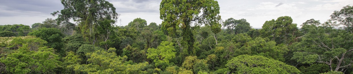 Three Wise Monkeys Podcast