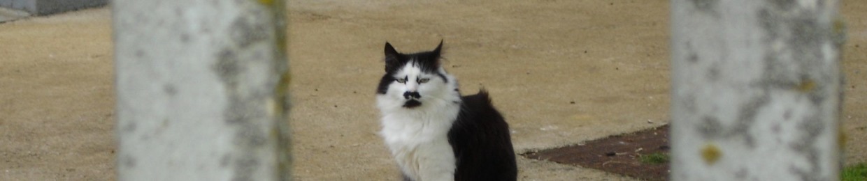 Zederik