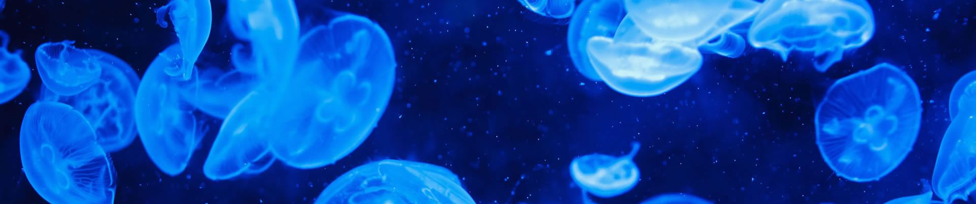 SoundCloud banner for @ectoplasm