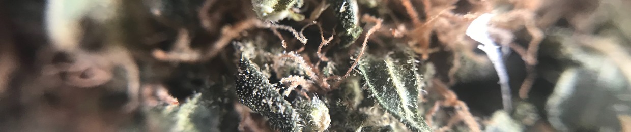 Medusa Skunk