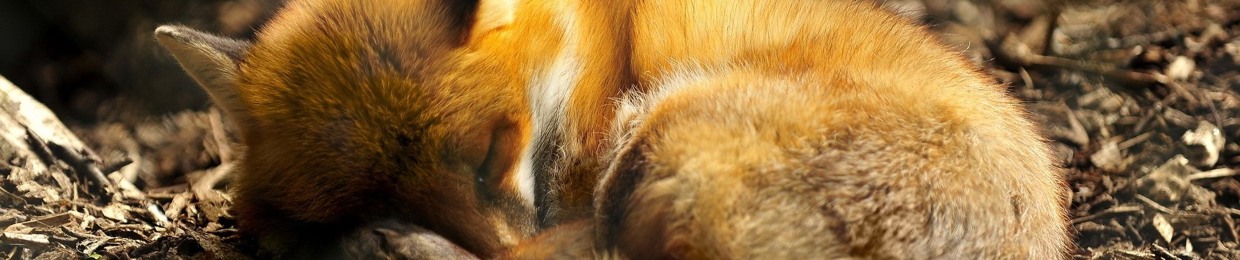 パラディーニャ