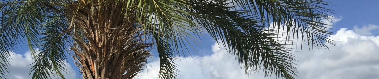 Faith Under The Palm Tree