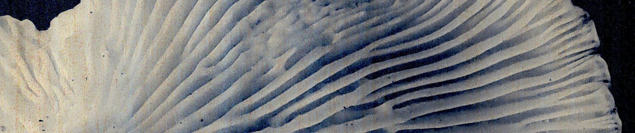 𝕯𝖚𝖓𝖌𝖊𝖗𝖑𝖎𝖓𝖌𝖊