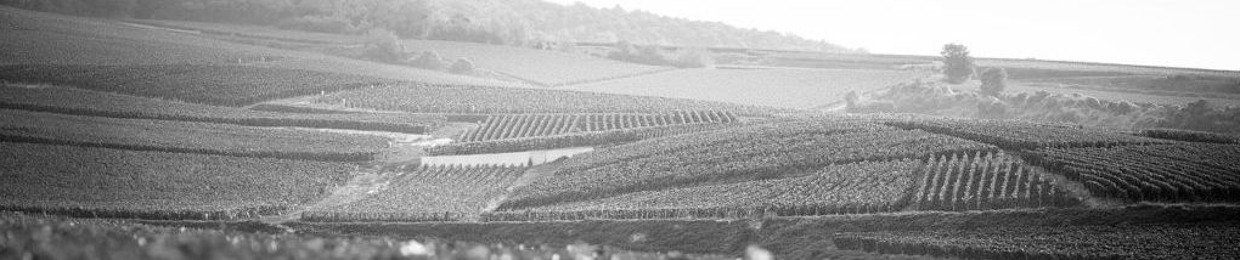 vignerons.riceys