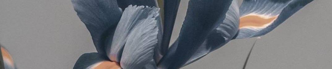 SoundCloud banner for @pops