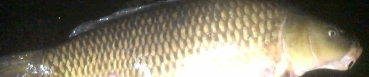 whataloadofcarp2002