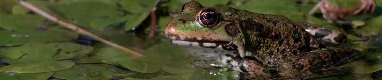 ECKA, Frog Lord