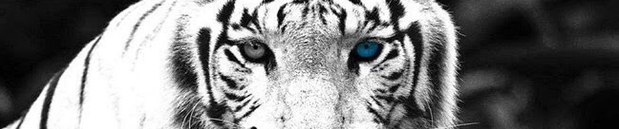 Teal Eye Tiger S Stream