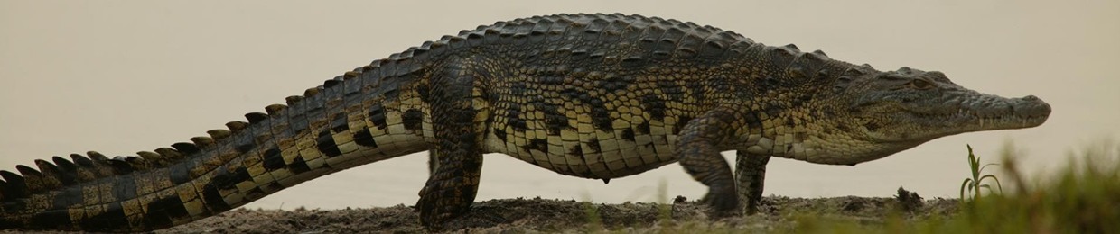 The Crocs