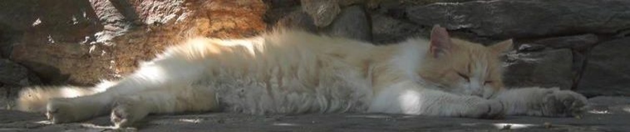 Stream にゃんた music | Listen to songs, albums, playlists for