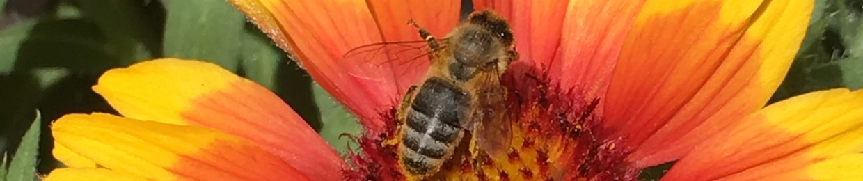 Wildflower and the Bees