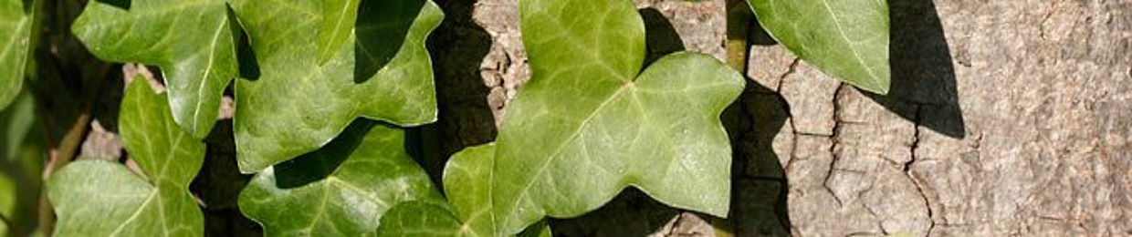 Hedera