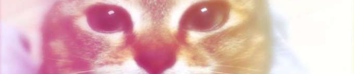 Placek