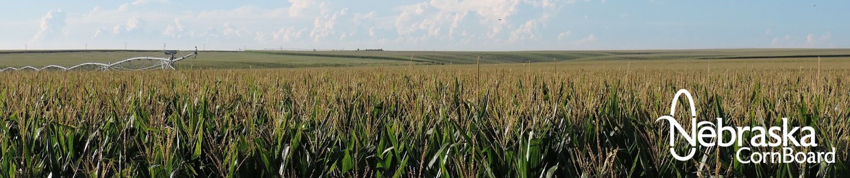 Nebraska Corn