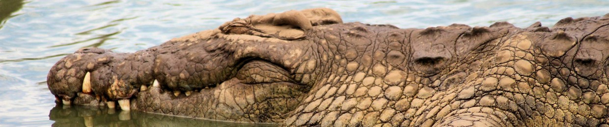Croc Steeve