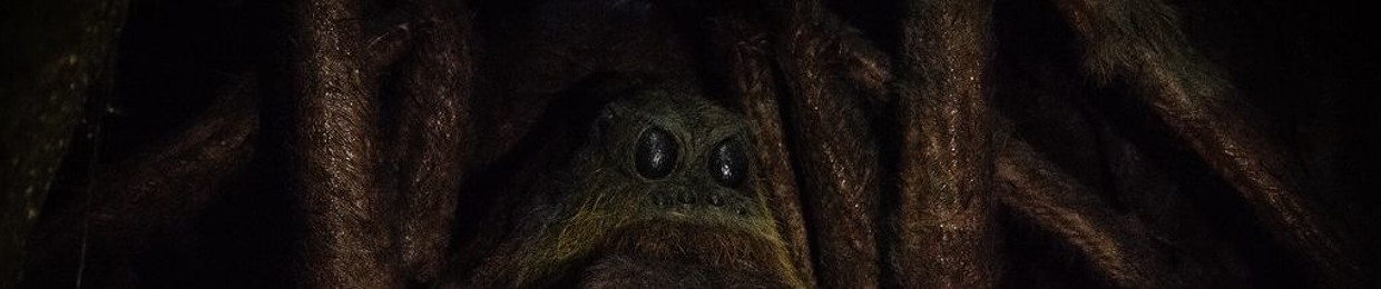 Huge "spider" treatment